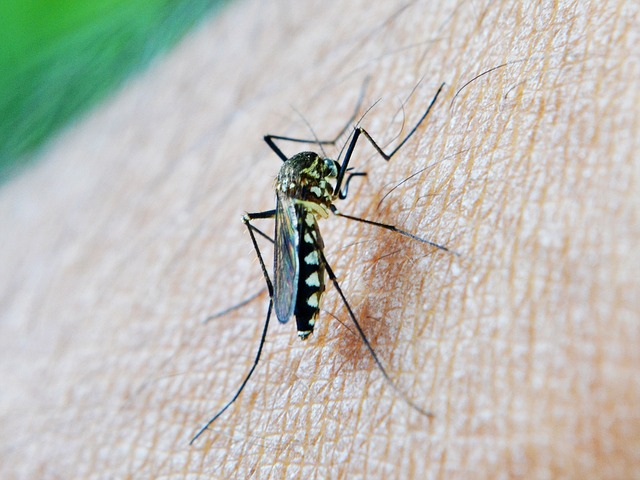 What to Put on Mosquito Bites for Babies?
