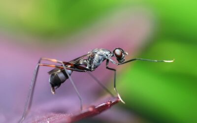 Do Mosquito Repellent Plants Prevent Bugs?