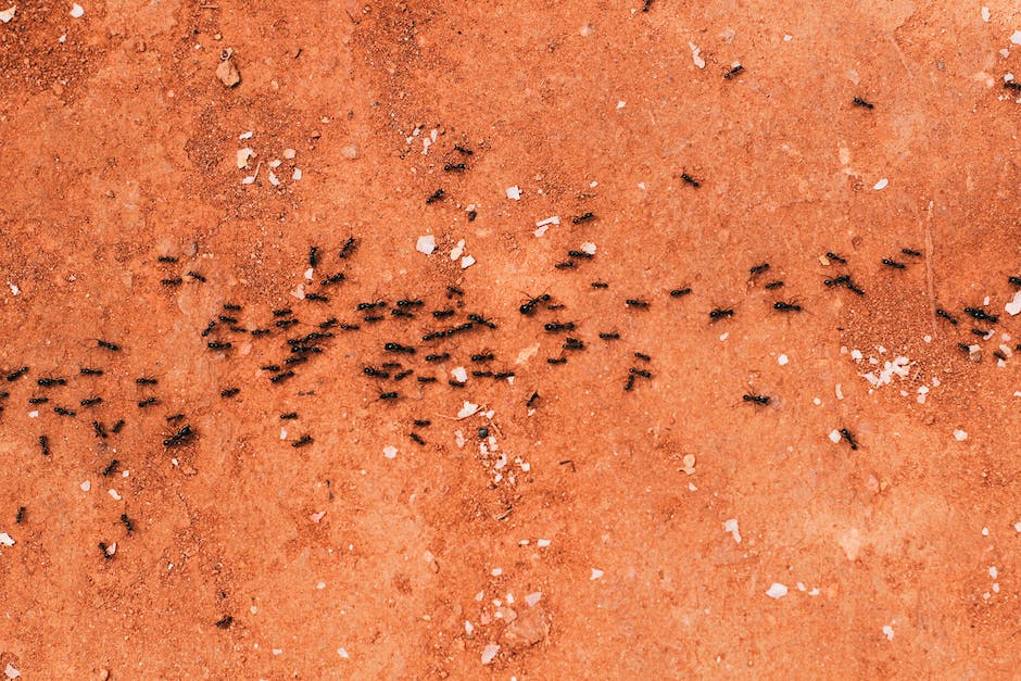 how do ants hear_2