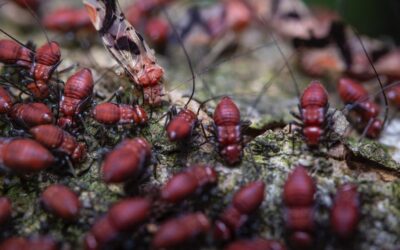 How long do termites live?