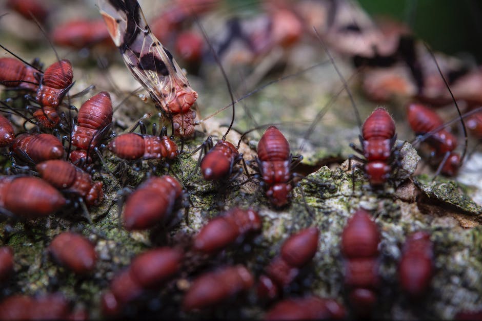 How long do termites live?