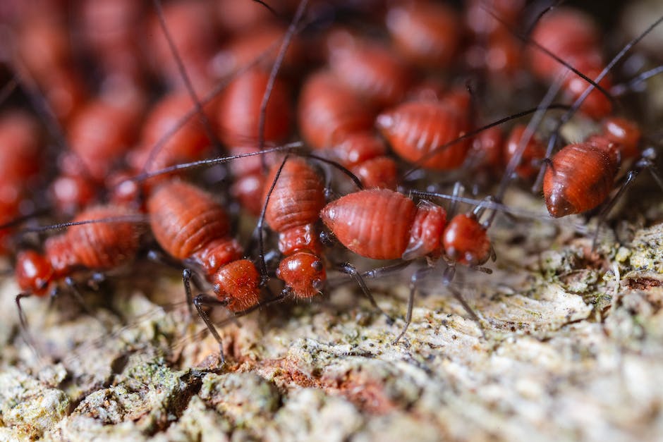 how long do termites live_2