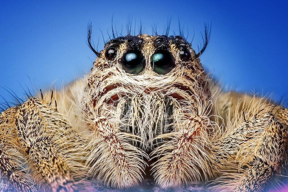 how many eyes do spiders have_1
