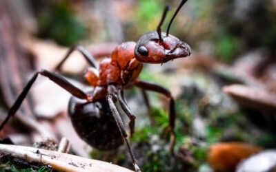 How much do ant exterminators cost?