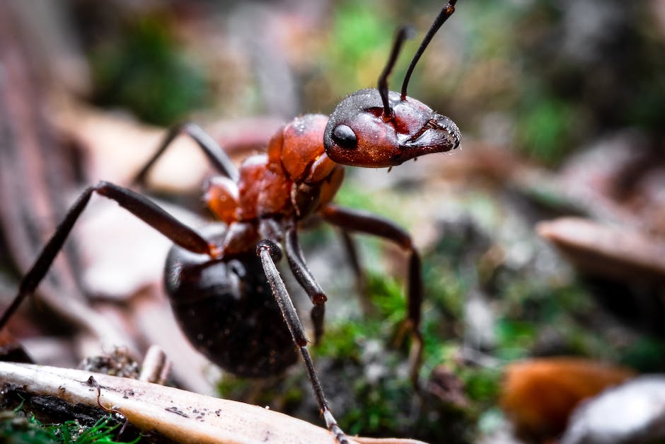 How much do ant exterminators cost?