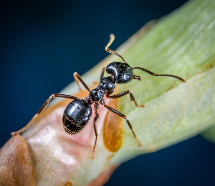 how much do ant exterminators cost_1