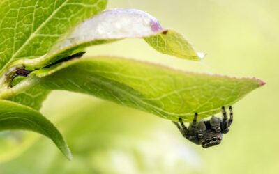 How much does spider pest control cost?