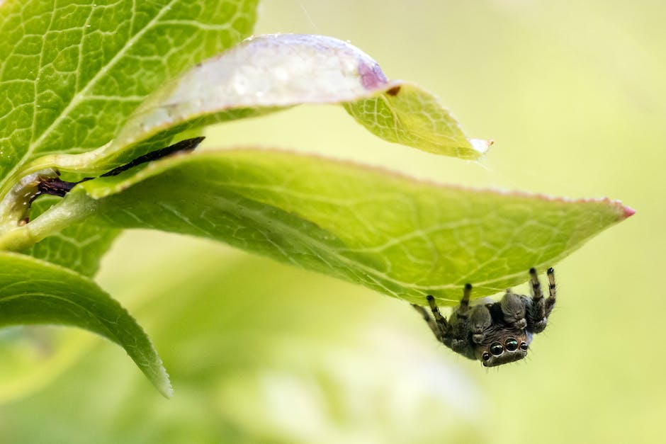 how much does spider pest control cost_1
