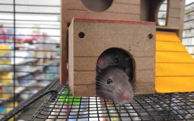 How much is pest control for rats?