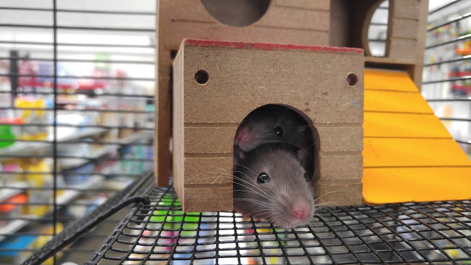 How much is pest control for rats?