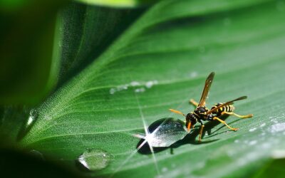 How much is wasp removal?