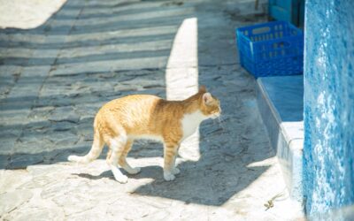 How to attract a stray cat?