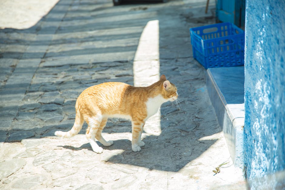 how to attract a stray cat_1