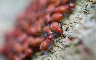 What are ants attracted to besides sugar?
