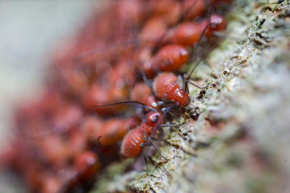 What are ants attracted to besides sugar?