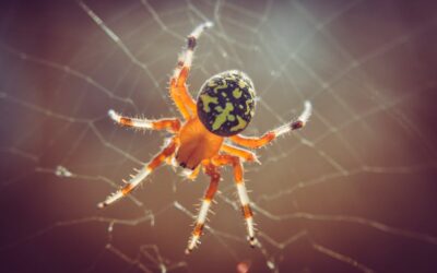 What does seeing a spider on halloween mean?