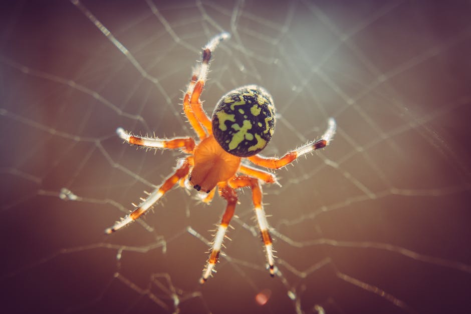 what does seeing a spider on halloween mean_2