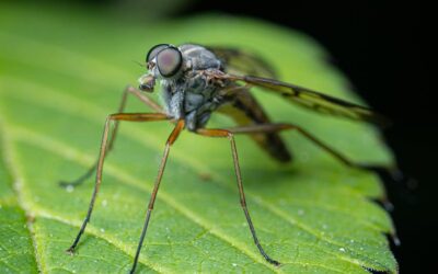 What is a natural mosquito repellent?