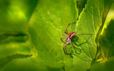 What is the most poisonous spider in the world?