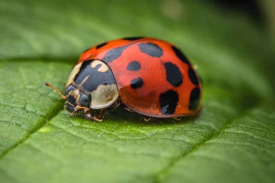 what ladybug is poisonous_1