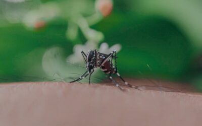 Why do mosquitoes bite certain people?