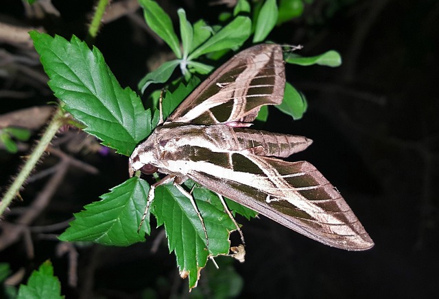 Nocturnal Insects: Which Bugs Are Most Active at Night?