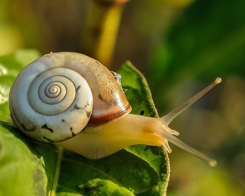 Why Do Snails and Slugs Come Out After it Rains?