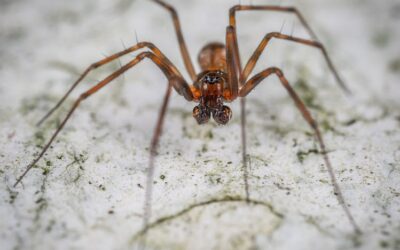 Are All Spiders Venomous?