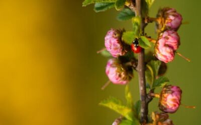 Why Ladybugs Take Over Your Home Each Spring