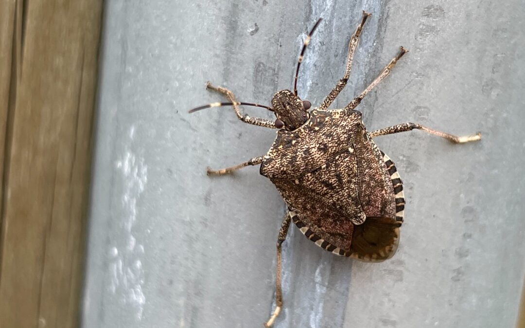 Stink Bugs Are Back, What Can You Do?