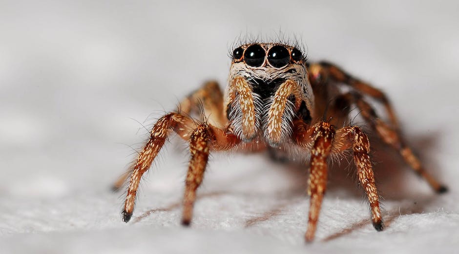 5 Surprising Spider Superpowers