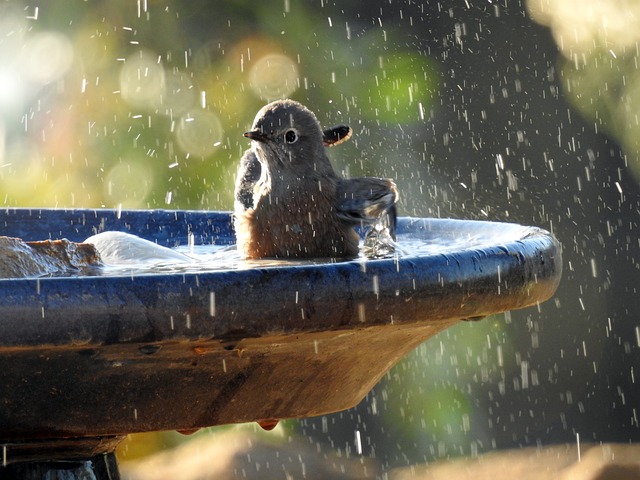 How to Clean a Birdbath to Prevent Mosquitoes