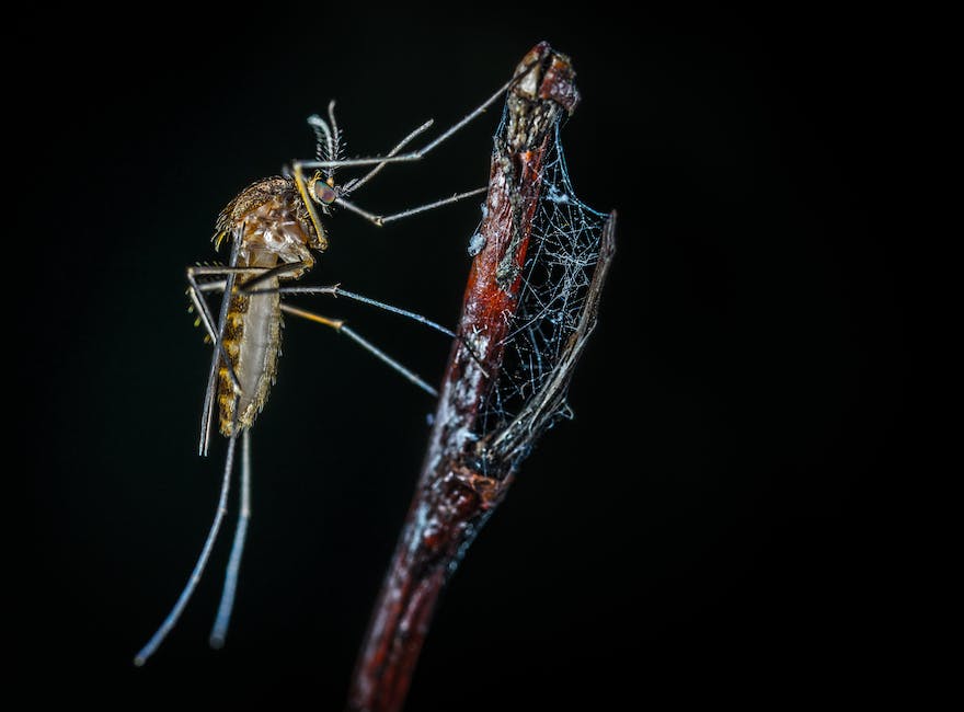 What To Do When Your Neighbor’s Yard Is a Mosquito Haven