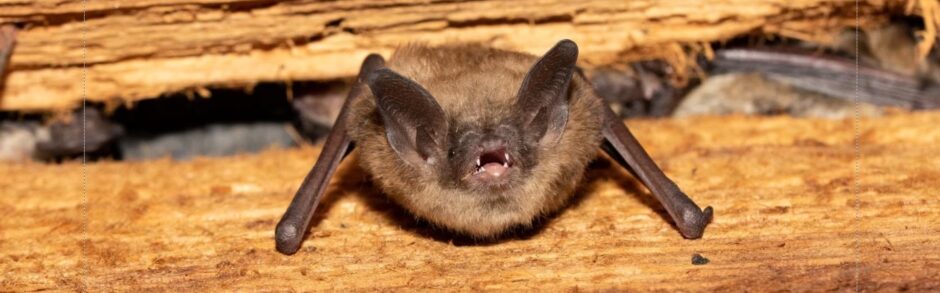 Experts in Bat Removal Services – Kansas City