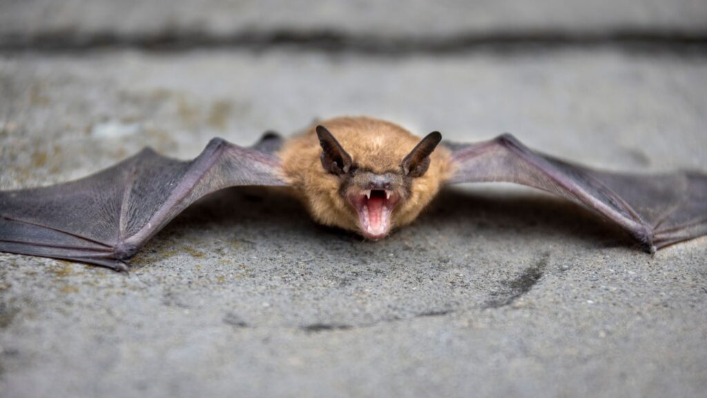 bat removal services